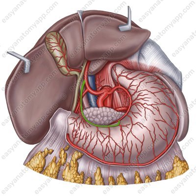 Правая желудочная артерия (a. gastrica dextra)